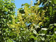 ＜新 花鳥風月・１８２＞モクゲンジ（木患子）