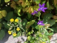 ＜新 花鳥風月・１４５＞キキョウソウ（桔梗草）