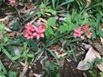 ＜新 花鳥風月・１４７＞ヒメヒオウギ（姫檜扇）