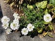  ＜新 花鳥風月・１４８＞トキワマガリバナ（常磐屈曲花）