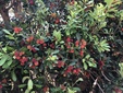 ＜新 花鳥風月・１５０＞ヤマモモ（山桃）