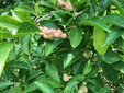 ＜新 花鳥風月・１５２＞コブシの実