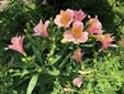 ＜新 花鳥風月・１５３＞アルストロメリア