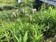＜新 花鳥風月・１５４＞ヘラオオバコ（箆大葉子）