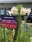  ＜新 花鳥風月・１５７＞帯化