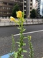 ＜新 花鳥風月・１５８＞メマツヨイグサ（雌待宵草）