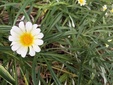 ＜新 花鳥風月・１６１＞ガザニア