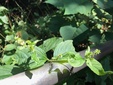 ＜新 花鳥風月・１６３＞イノコヅチ