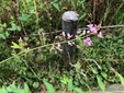 ＜新 花鳥風月・１６４＞ヌスビトハギ（盗人萩）
