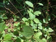 ＜新 花鳥風月・１６５＞ミズヒキ（水引）