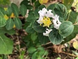 ＜新 花鳥風月・１６７＞矮性サルスベリ