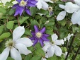 ＜新 花鳥風月・１９７＞クレマチス