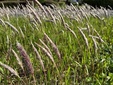 ＜新 花鳥風月・１９９＞チガヤ