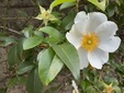 ＜新 花鳥風月・２００＞ナニワイバラ（難波茨）