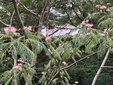 ＜新 花鳥風月・２０４＞ネムノキ