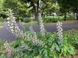 ＜新 花鳥風月・２０７＞アカンサス