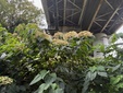 ＜新 花鳥風月・２１０＞クサギ（臭木）
