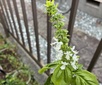＜新 花鳥風月・２１８＞バジル
