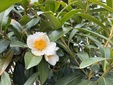  ＜新 花鳥風月・２１９＞ゴードニア