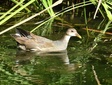 ＜新 花鳥風月・２２０＞バン（幼鳥）