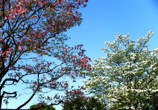 c120508.jpg