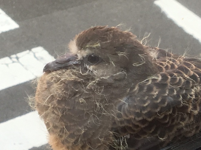 ピックアップコラム 花鳥風月 ２８６ キジバトの幼鳥 アドバンスニュース