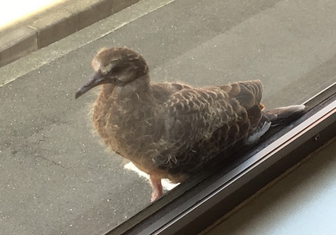 ピックアップコラム 花鳥風月 ２８６ キジバトの幼鳥 アドバンスニュース