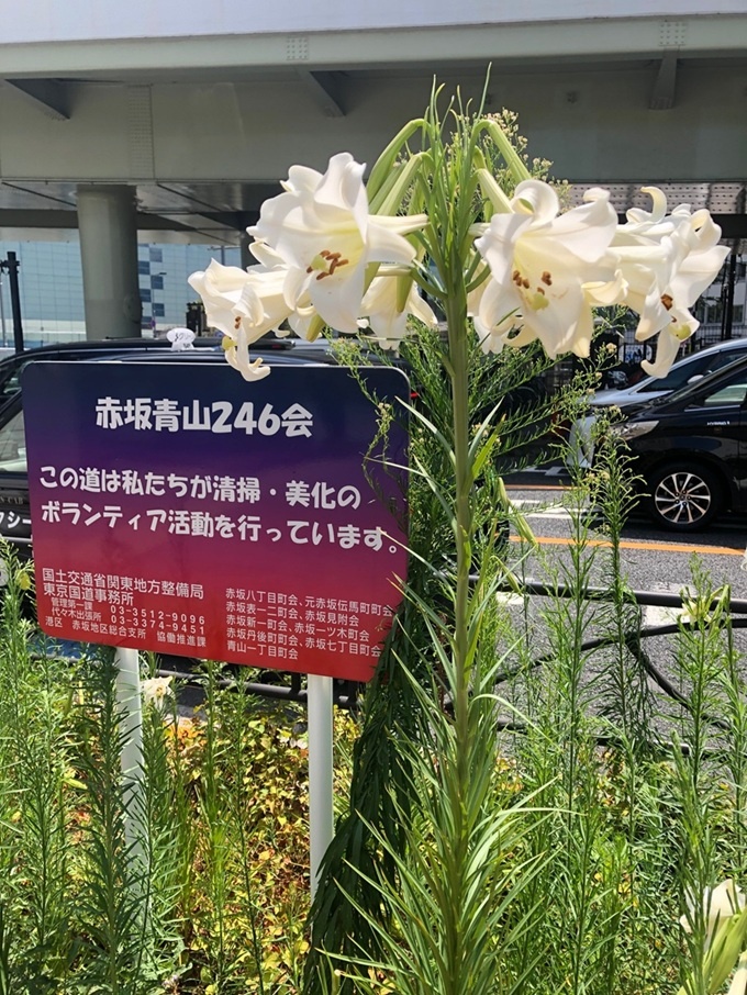c250809.jpg