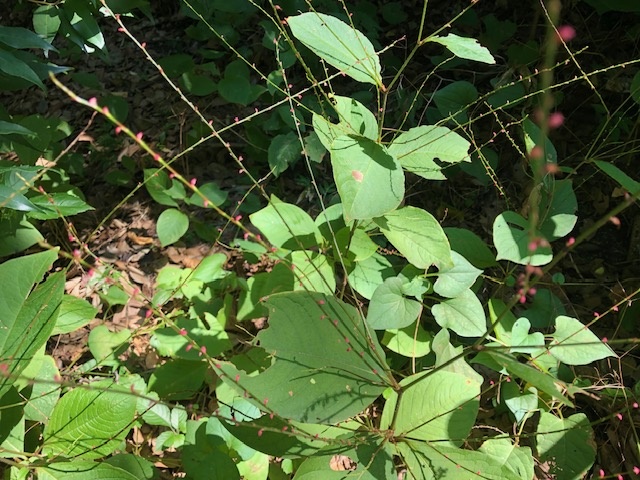 c251004.jpg