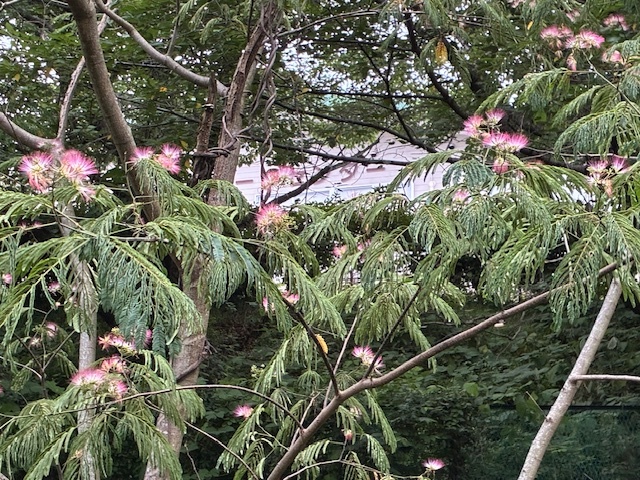 c260711.jpg