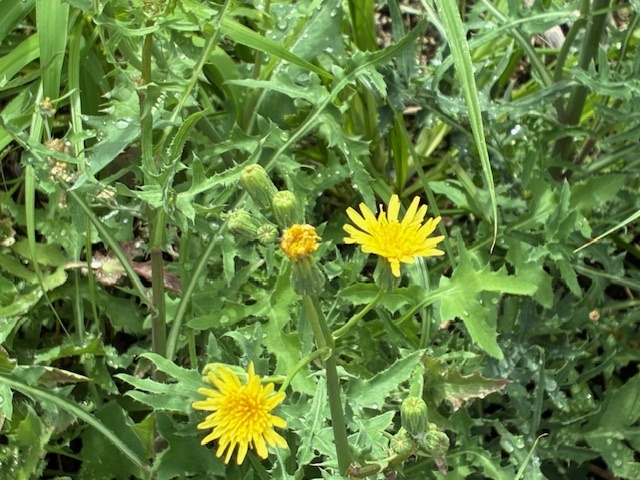 c260815.jpg